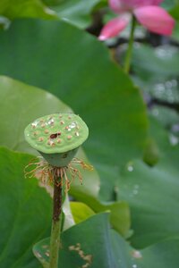 Flower plant lotus