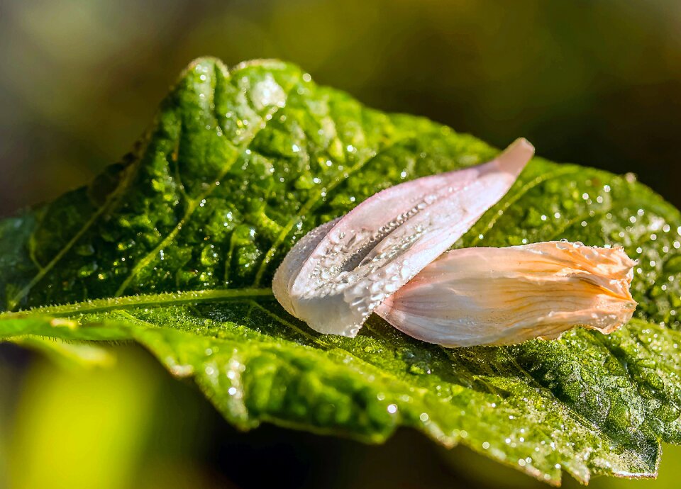 Petals of a dahlia dewdrop raindrop