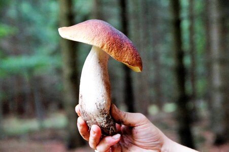 Forest edible mushroom picking photo