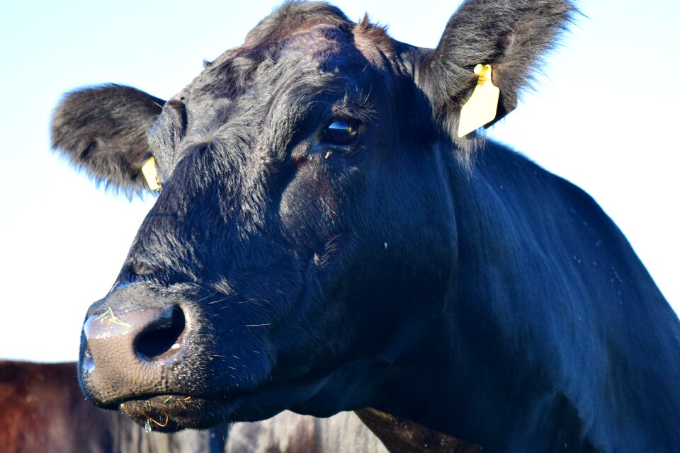 Livestock beef pasture