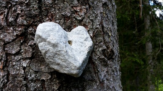 Tree heartshaped rock photo