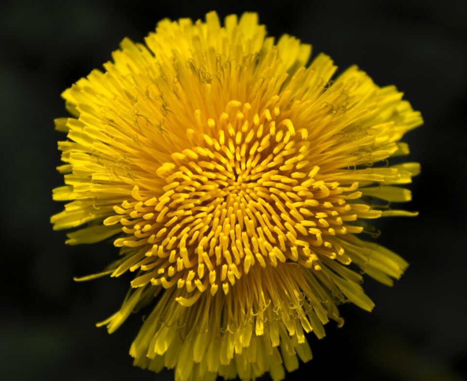 Nature flower