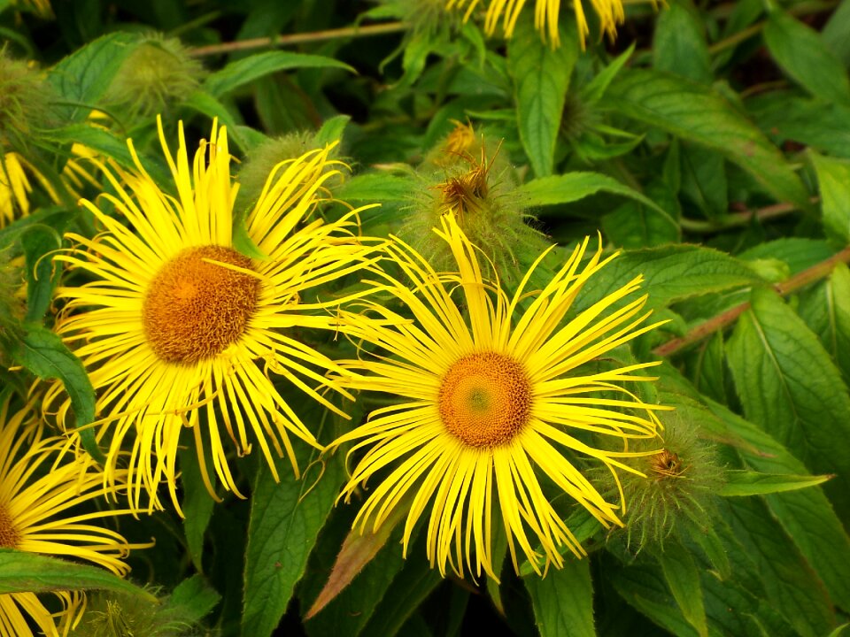 Sunflower burst green stars green sunflower photo