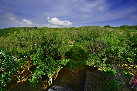 Sunshine jungle asia