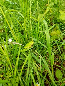 Frog grass green