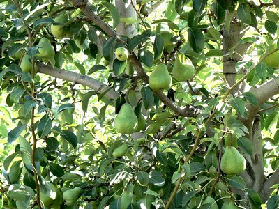Plant nature green