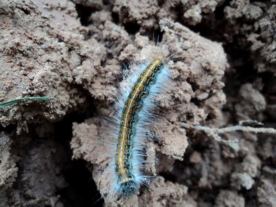Earth ground life