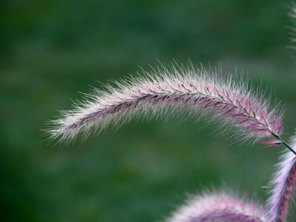 Grass halme soft