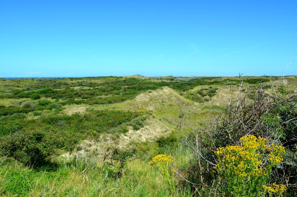 Borkum-ostland nature reserve dune vegetation