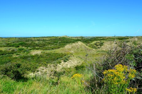 Borkum-ostland nature reserve dune vegetation photo