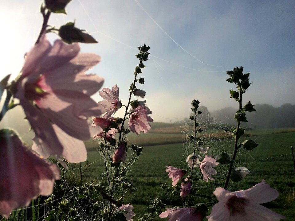 Spider webs pink mallow blossom