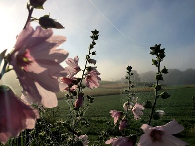 Spider webs pink mallow blossom