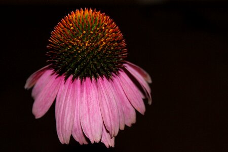 Composites garden plant pink