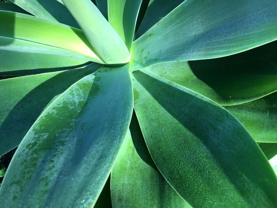 Plant green