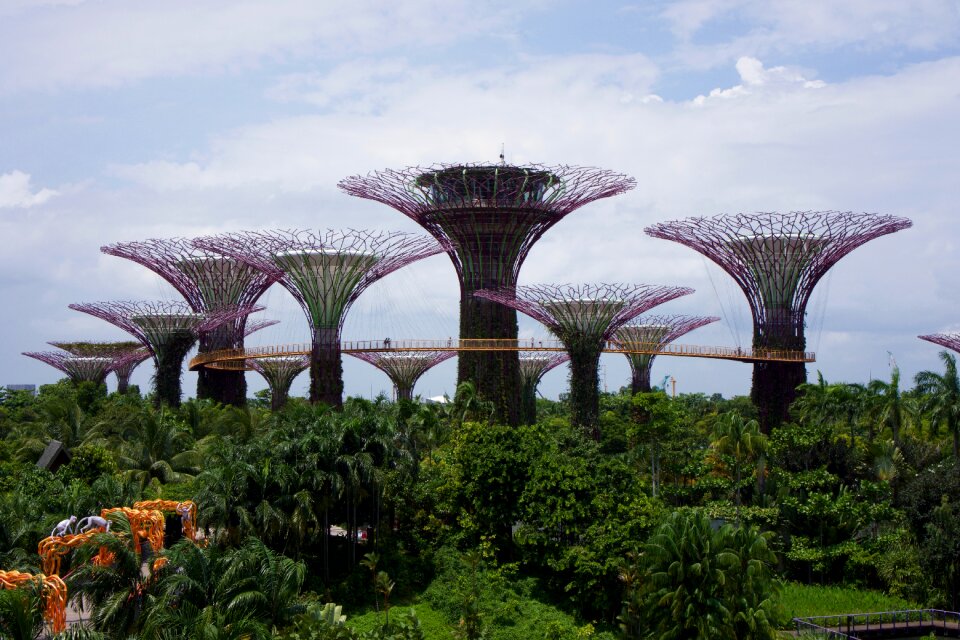 Asia nature plant