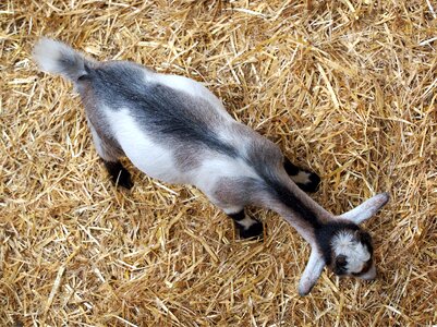 Straw grazing animal