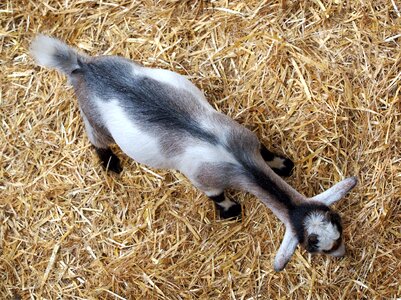 Straw grazing animal photo