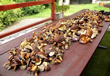 Collection hub processing boletus