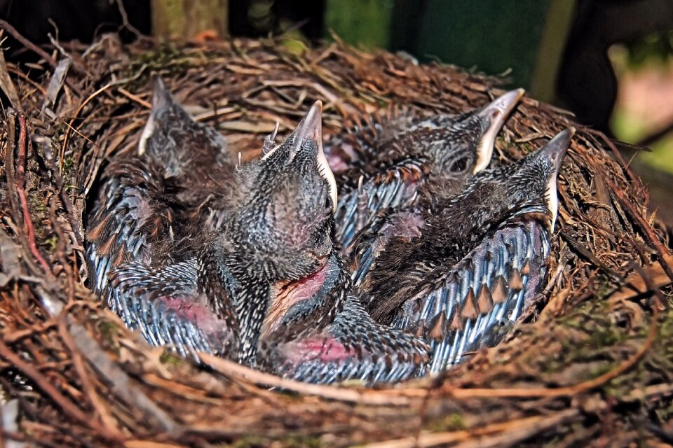 Nest bird's nest young birds
