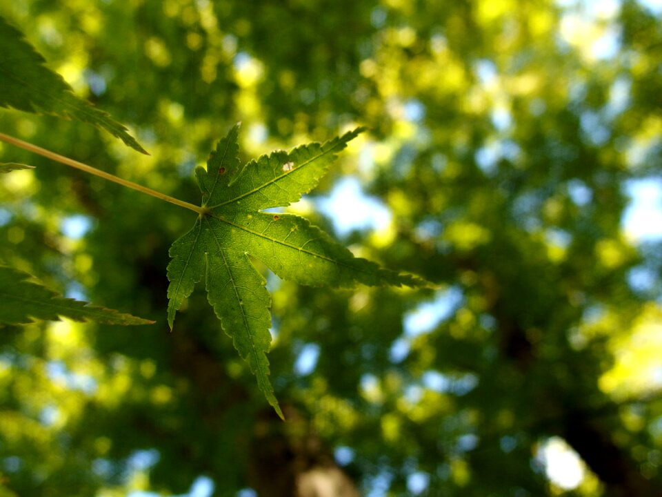 Foliage plant japanese maple photo