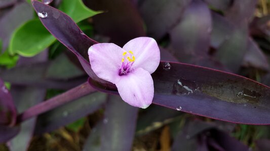 Wandering flora leaves