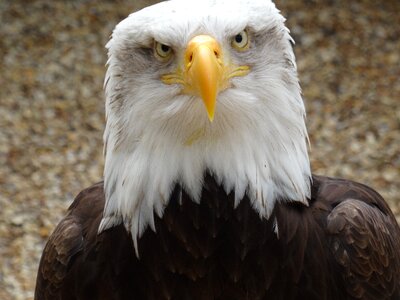 Close up brown eagle photo