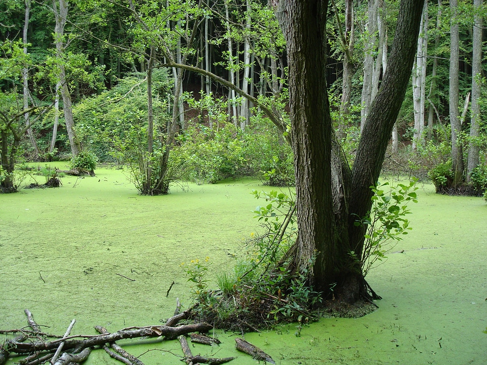 Trees nature water