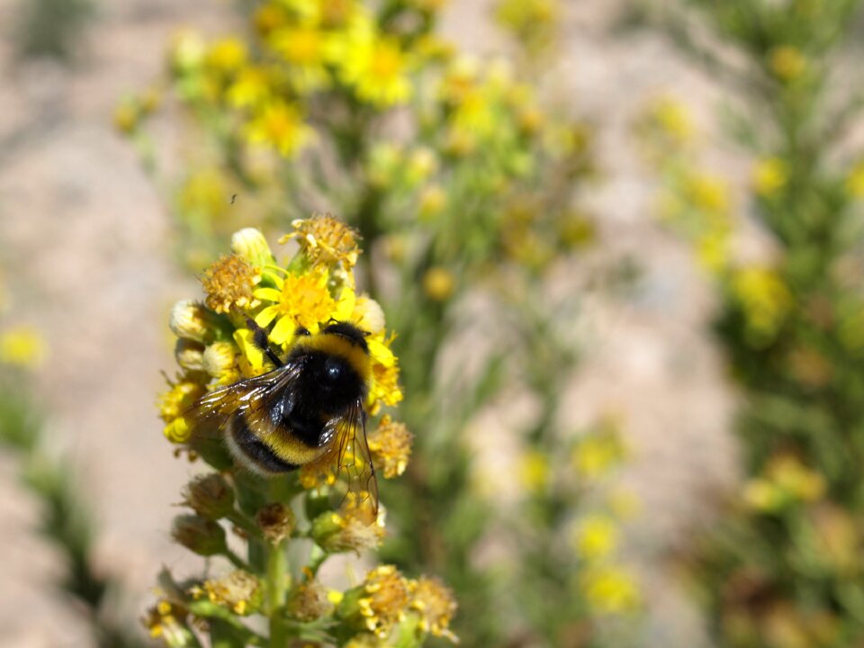 Flower pollen insect