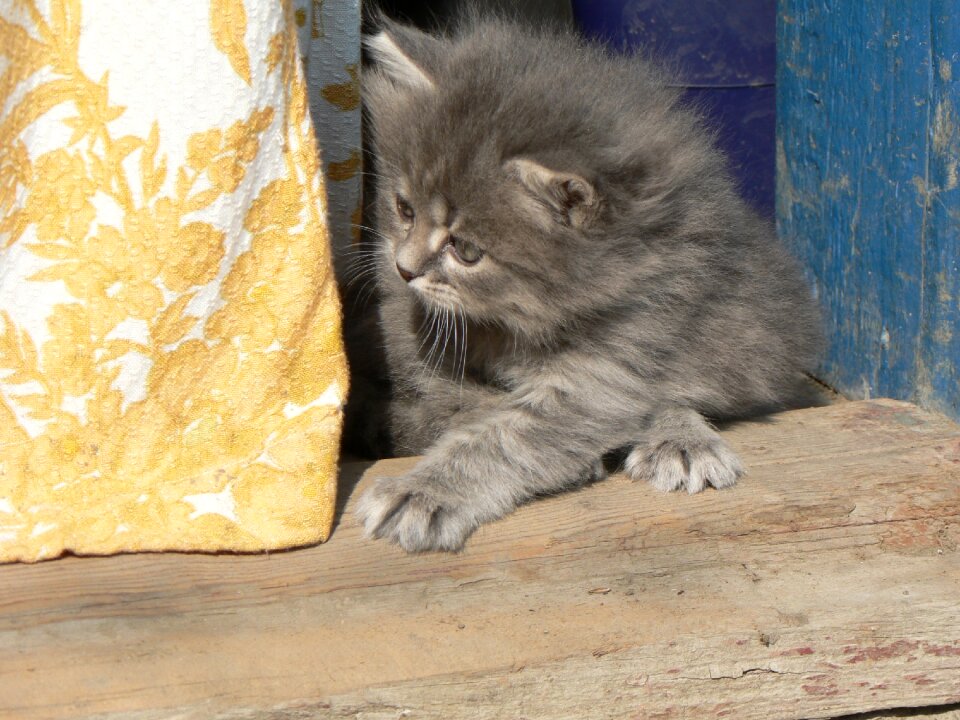 Kittens playing kittens