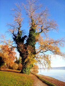 Lake landscape old tree