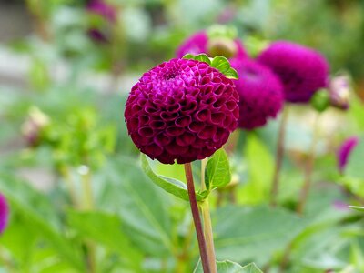 Purple color green