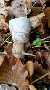 Leaves shell life