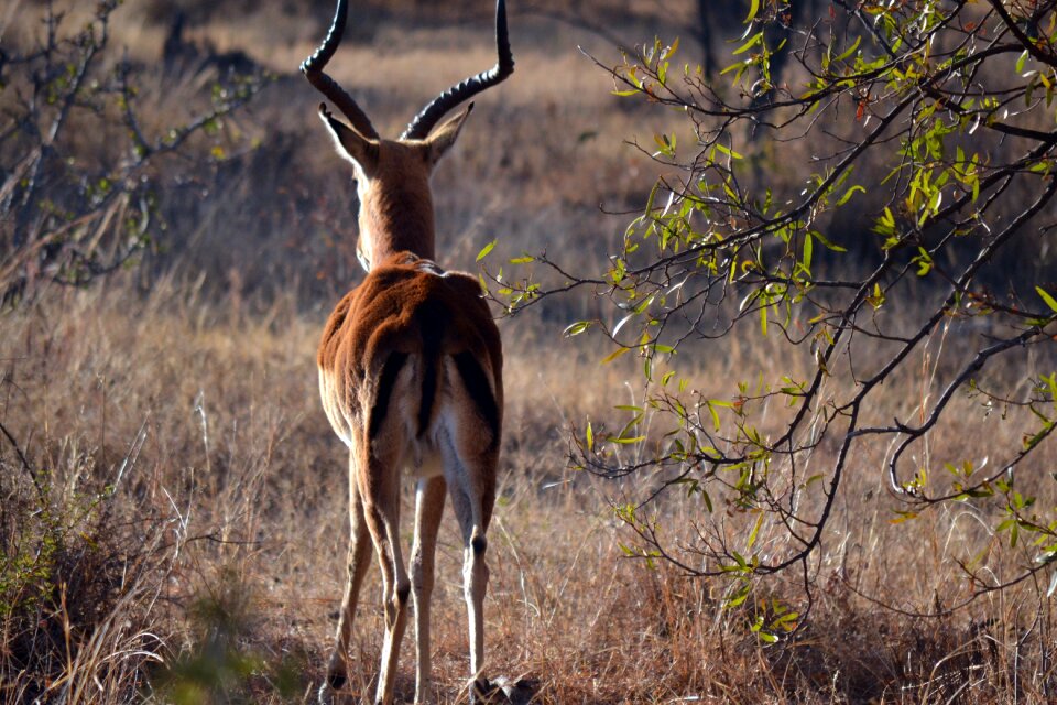 Wildlife africa
