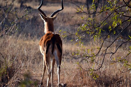 Wildlife africa photo