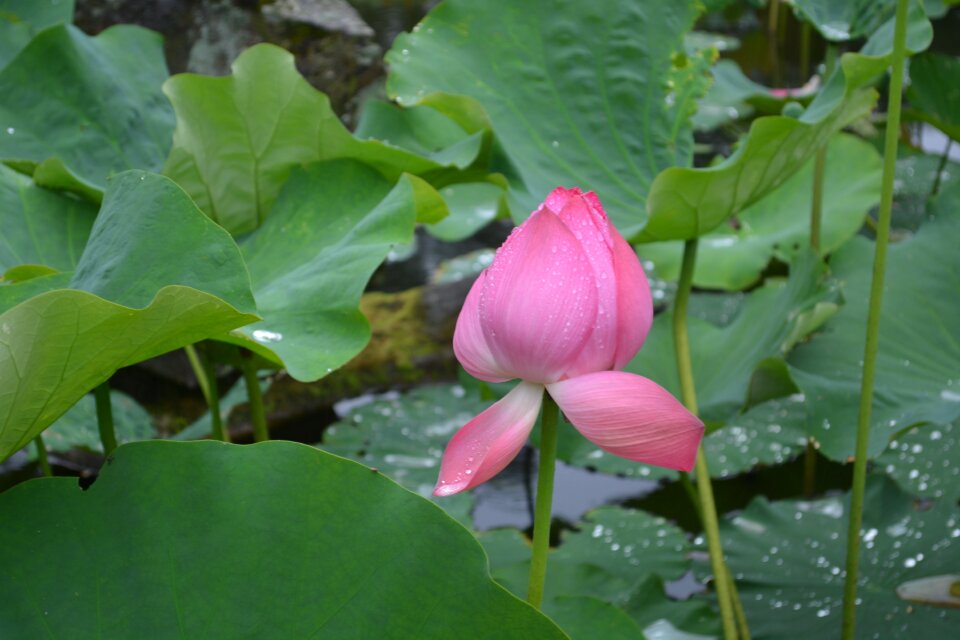 Flower plant lotus