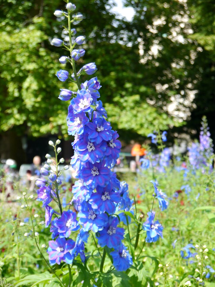 Garden summer floral