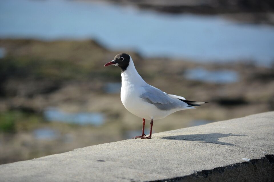 Wildlife bird animal