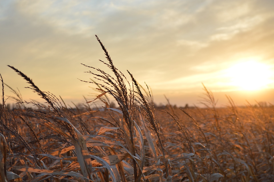 Farm corn agriculture