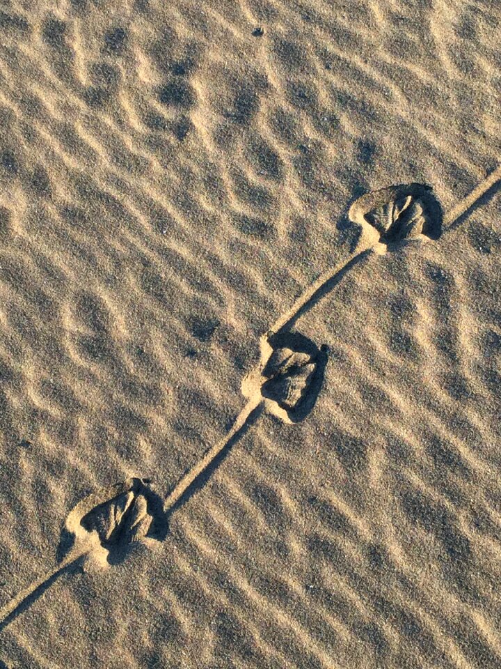 Traces bird trace