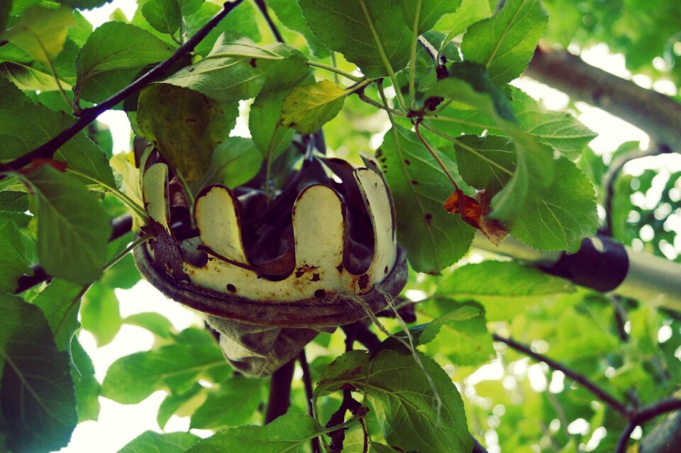 Pick tree fruit tree