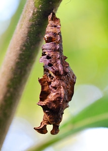 Pest sri lanka ceylon photo