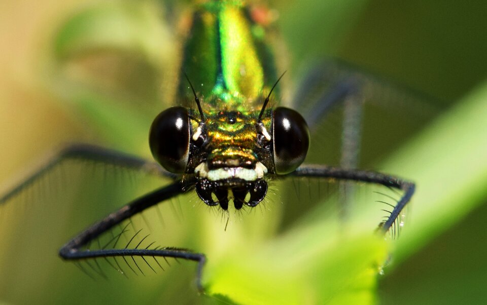 Eye compound insect