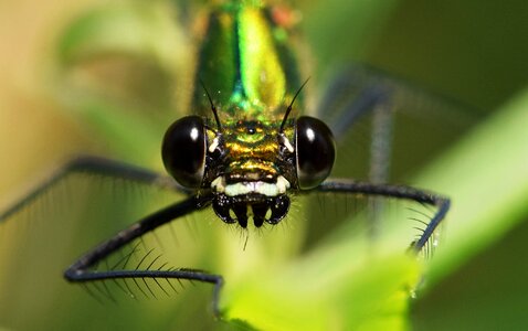 Eye compound insect photo