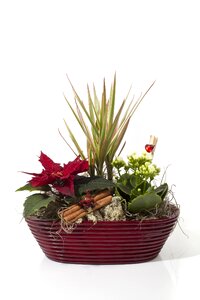 December feast red