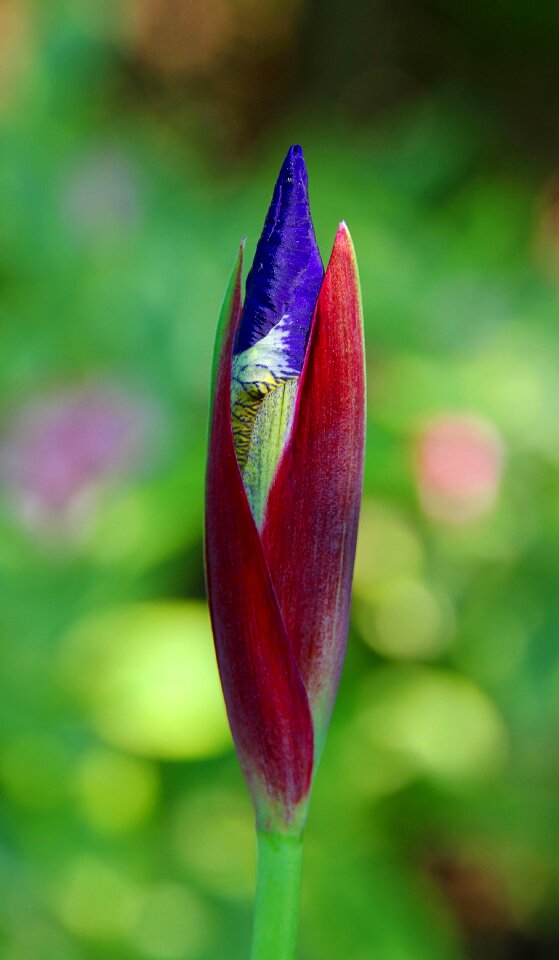 Bloom blossom bloom