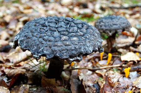 Baking forest mushroom picking photo