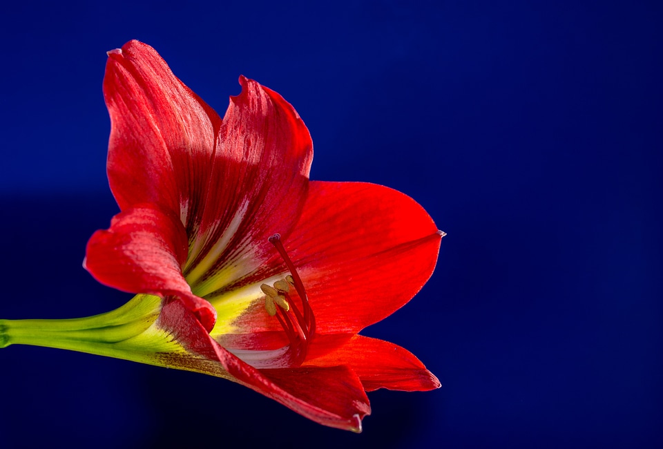 Bloom flower red