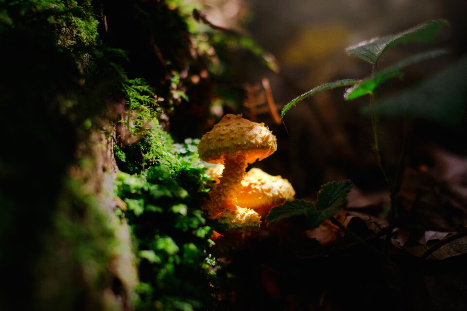 Nature forest floor autumn time