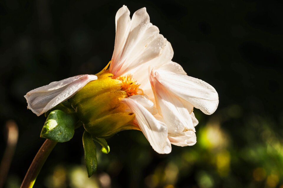 Bloom faded flower faded
