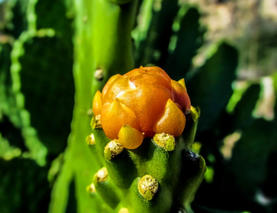Nature flora cactus park